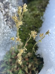 Saxifraga