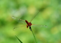 Urothemis signata