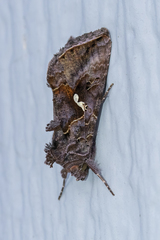 Autographa