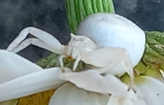 Thomisus citrinellus