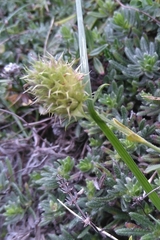 Sideritis hyssopifolia