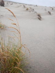 Deschampsia cespitosa cespitosa