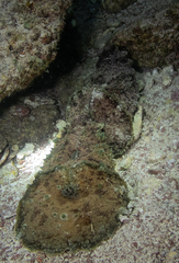 Dolabella auricularia