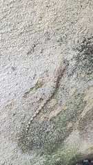 Tarentola mauritanica