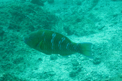 Scarus ghobban