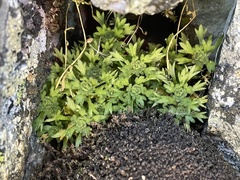 Saxifraga