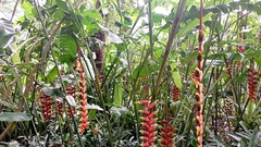 Heliconia rostrata