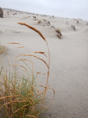 Deschampsia cespitosa cespitosa
