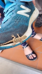 Tarentola mauritanica