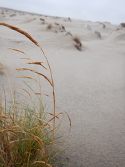 Deschampsia cespitosa cespitosa
