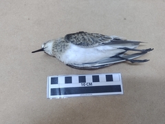 Calidris bairdii