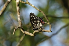 Hestina assimilis