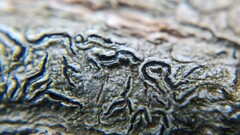 Graphis betulina
