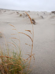 Deschampsia cespitosa cespitosa