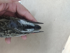 Calidris bairdii