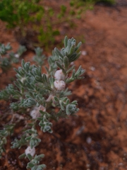 Dissocarpus paradoxus
