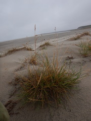 Deschampsia cespitosa cespitosa