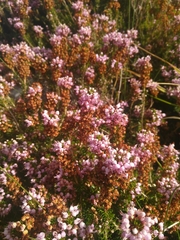 Erica vagans