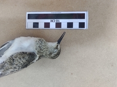 Calidris bairdii