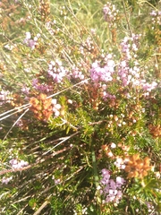 Erica vagans