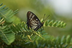 Euripus nyctelius