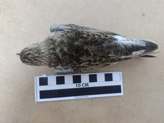 Calidris bairdii