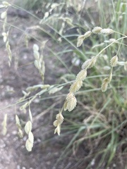 Eragrostis superba