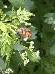 Astylus trifasciatus