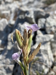 Dianthus ciliatus