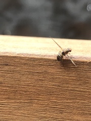 Toxonevra muliebris