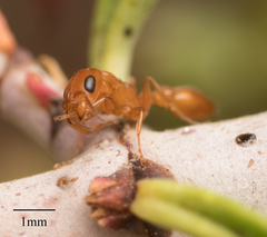 Pseudomyrmex apache