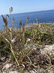 Dianthus ciliatus