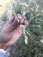Eragrostis superba