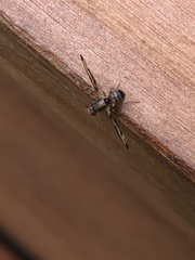 Toxonevra muliebris