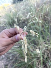 Eragrostis superba