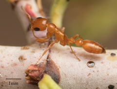 Pseudomyrmex apache