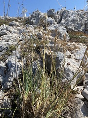 Dianthus ciliatus