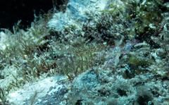 Crocodilichthys gracilis