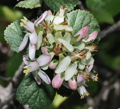 Pterostemon rotundifolius