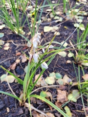 Eriophorum angustifolium