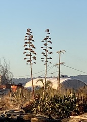Agave americana