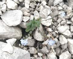 Myosotis alpestris