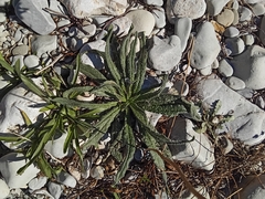 Echium vulgare pustulatum