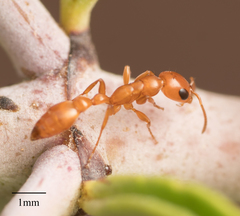 Pseudomyrmex apache