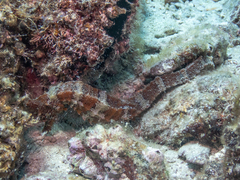 Hippocampus ingens