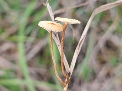 Crinipellis scabella