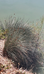 Juncus acutus