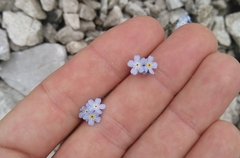Myosotis alpestris