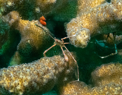 Stenorhynchus debilis