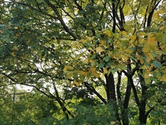 Ulmus laevis